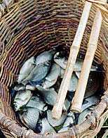 ���� ������� ���������