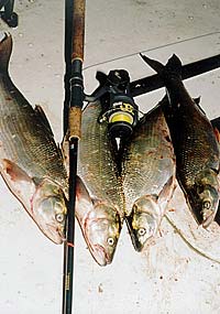 ���� ������� ���������