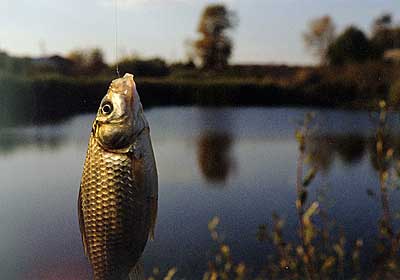 ���� ������� ���������