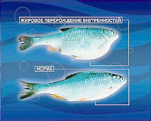 Жировое перерождение внутренностей