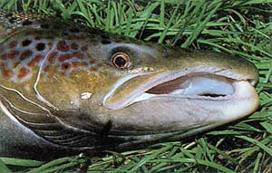 ������ ����� ����� � ������� ������