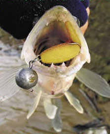 ������ ������� ���� 