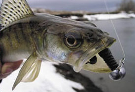 ������ ������� ���� 