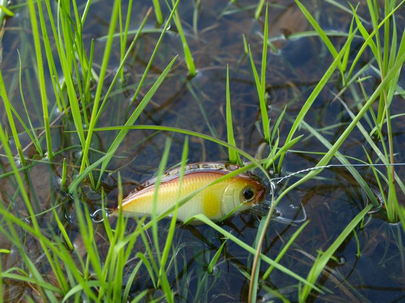 ����� �������� "�����".