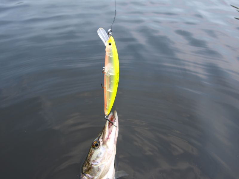 ������, ������ �� ������ "�����".