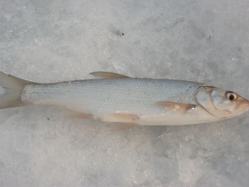 DSCF5477.jpg
