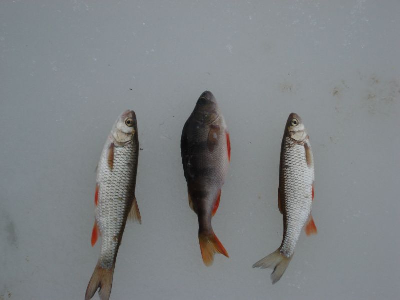 ��������� � �����.JPG