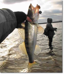 ����� �������� ���� �������� ������� ����������� ����� ������ ������ ������ ������ 