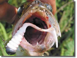 судак спиннинг джиг проводка твистер поролоновая рыбка резина бровка воблер хищник 