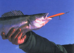 ����� ������