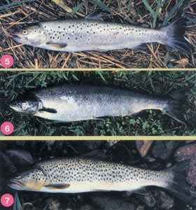 ������ ��� �����?