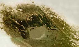 ������ �������