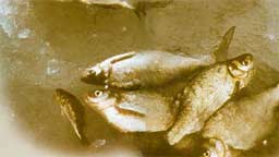 ������ �������