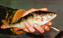 ��������� �����