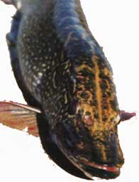 ����� ����