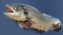 ����� �� ����