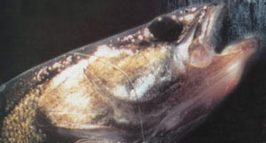 ����� ������