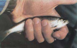 ��� ������ �������