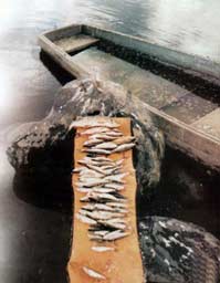 �� ������