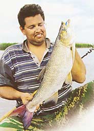 ��� ������ ������