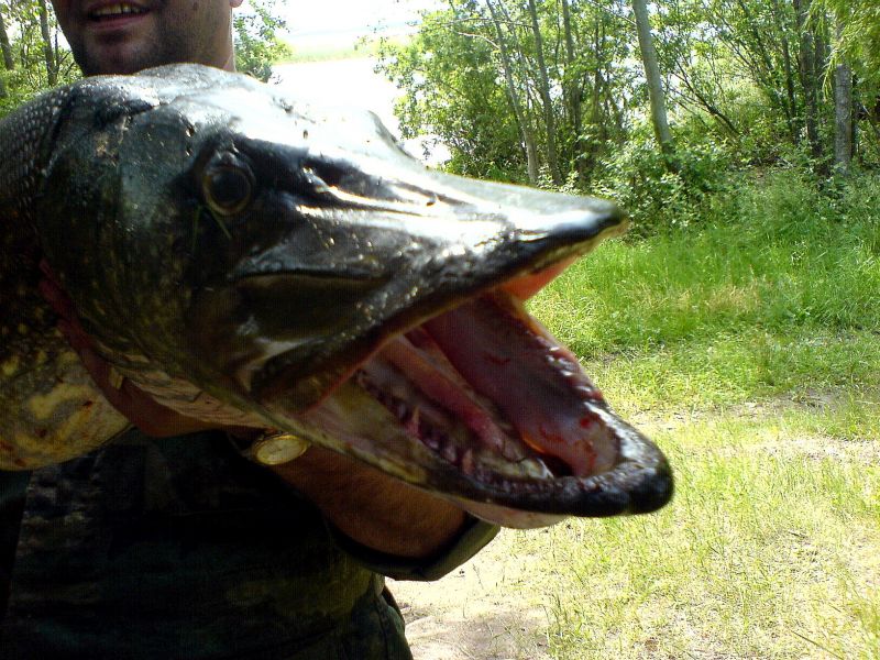 ������ � ����