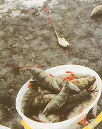 ����� ����� �����