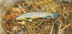 ����� �������� ������