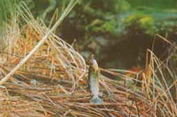 ����� ������