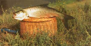 ����� ������