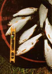 ��� ������