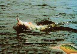 ����� �����