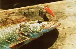 ����� ����