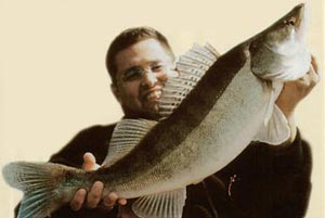 ����� ������