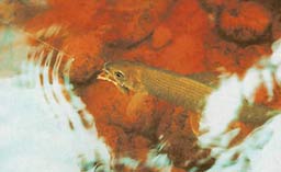 ��� ������� ����