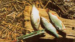 ����� ����