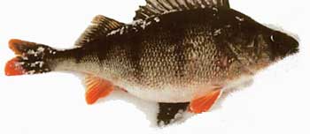 ����� �����