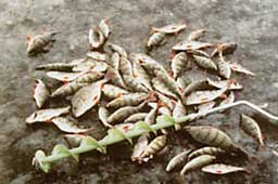 ������ �������,��� ������ �����