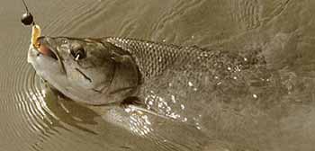 ����� ������