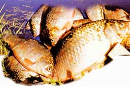 ����� ������