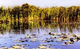 �������� ������