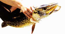 ����� ����