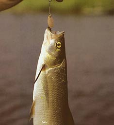 ��� ������