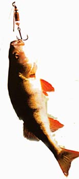 ����� �����