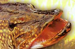 ������� �����