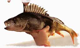 ����� ����� ����������� �������