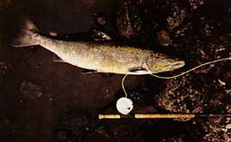 ����������� �������