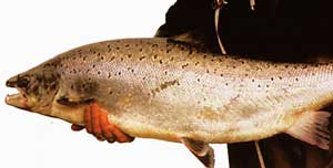 ������� ���������