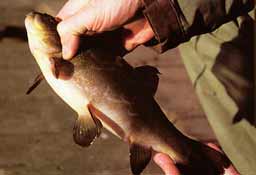 ����� ����