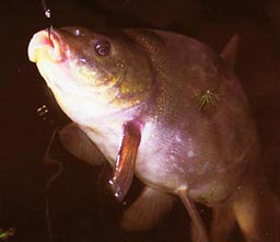 ���� ����