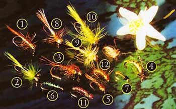 ������ ���������